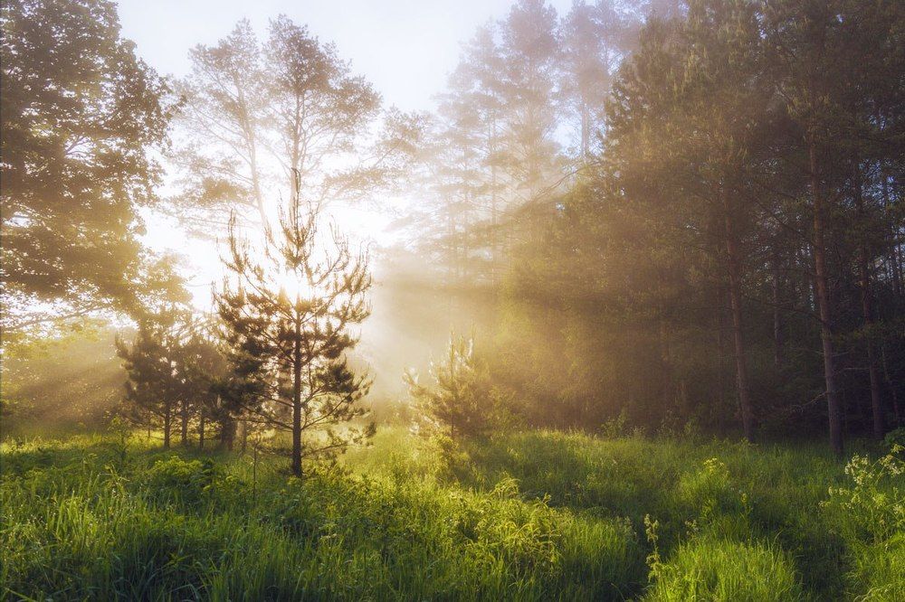 Рассвет в лесу