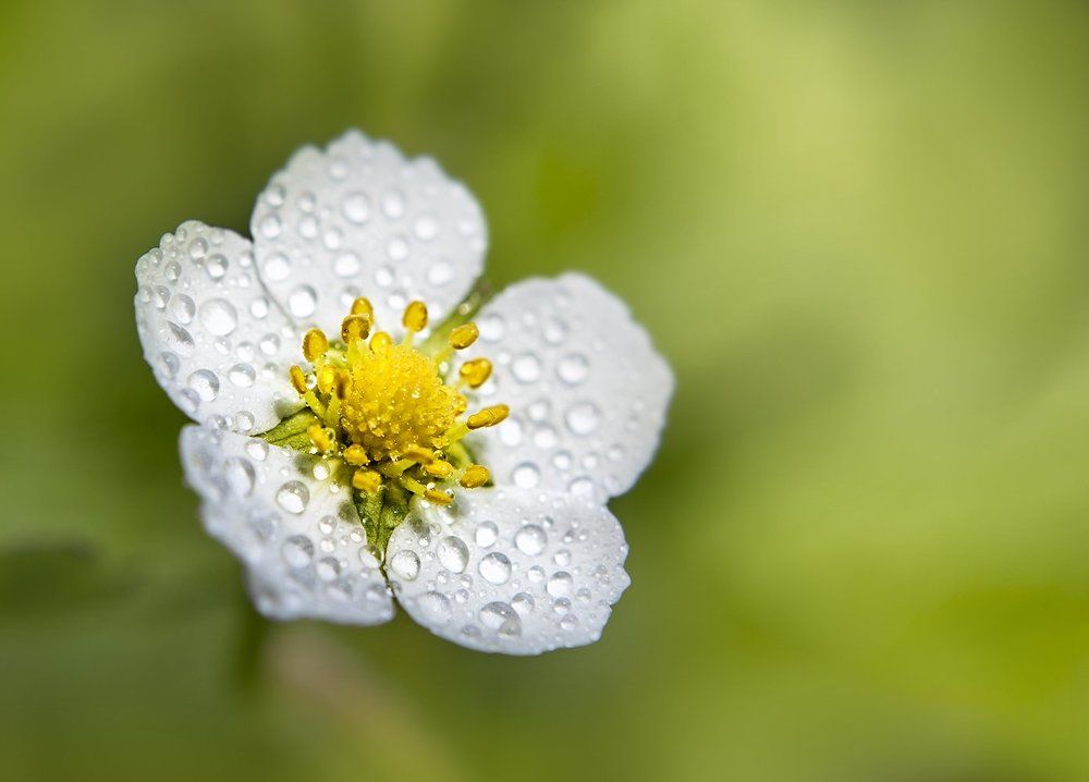 Цветущая земляника...