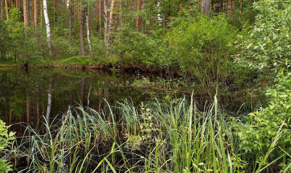 Лесной пруд