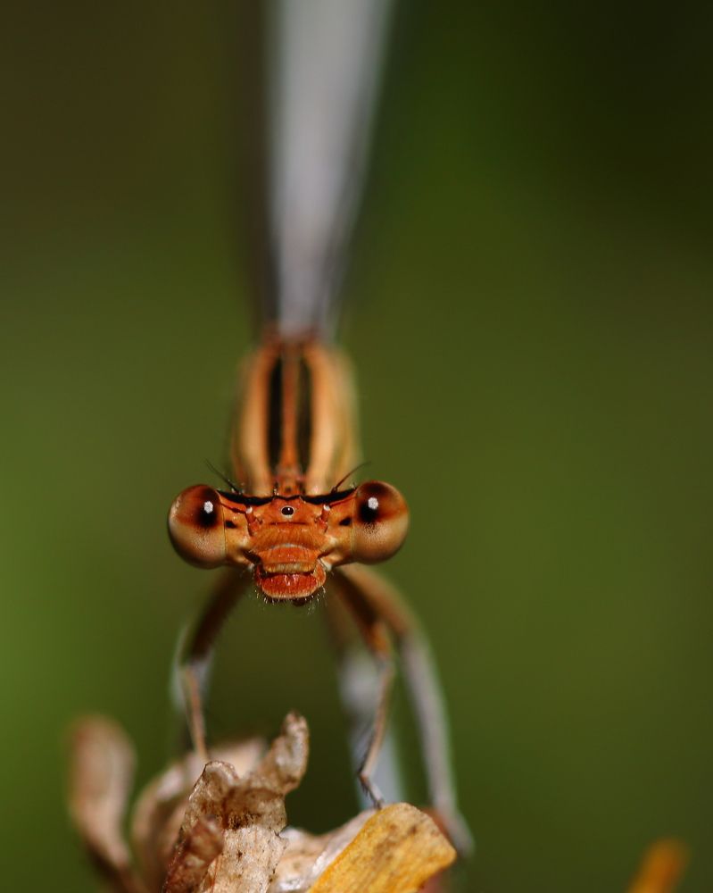 Dragon fly