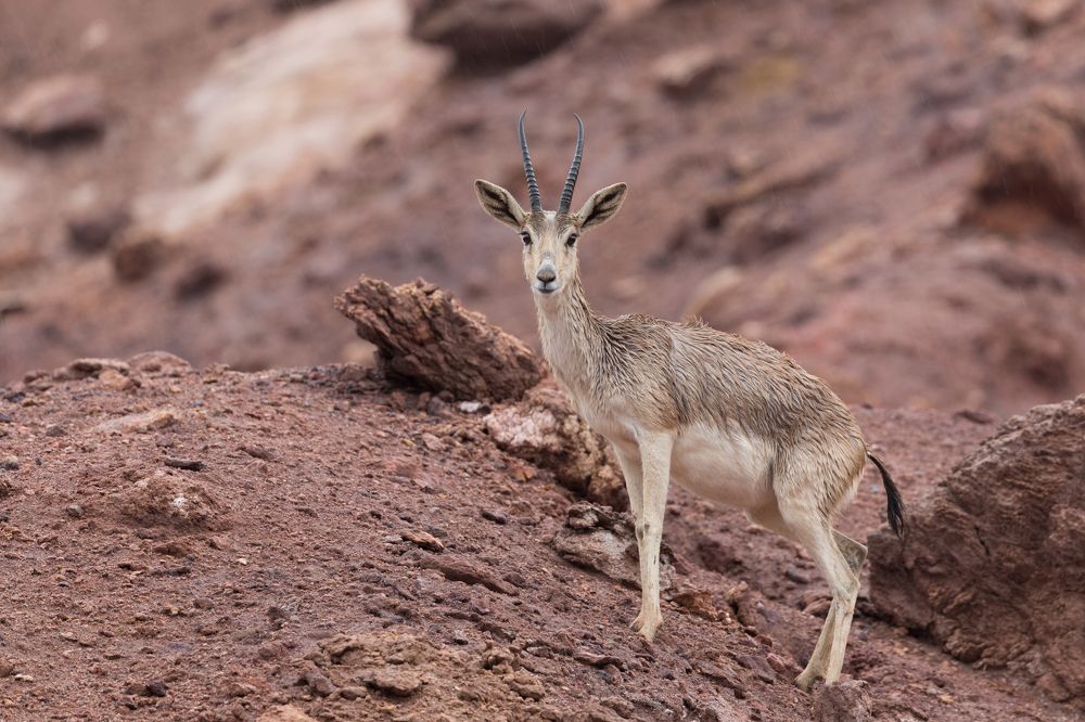 Газель под дождем.