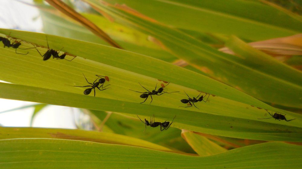 Leaf with ant