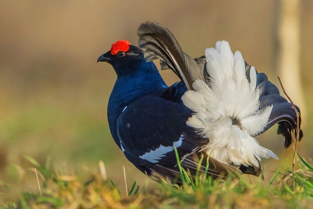 "В ожидании НЕВЕСТЫ!"