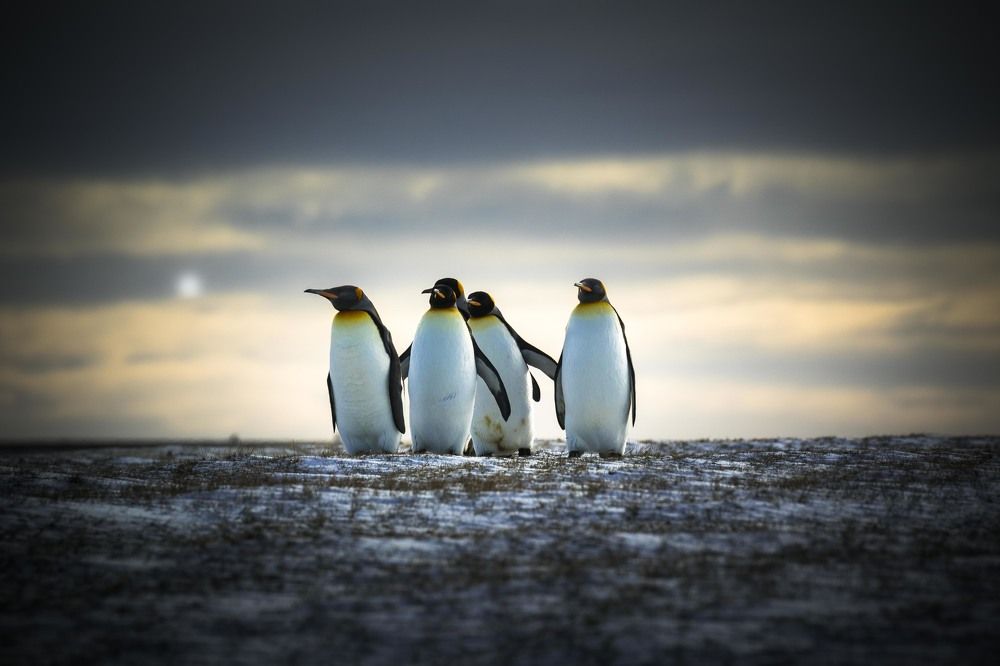 King Penguins