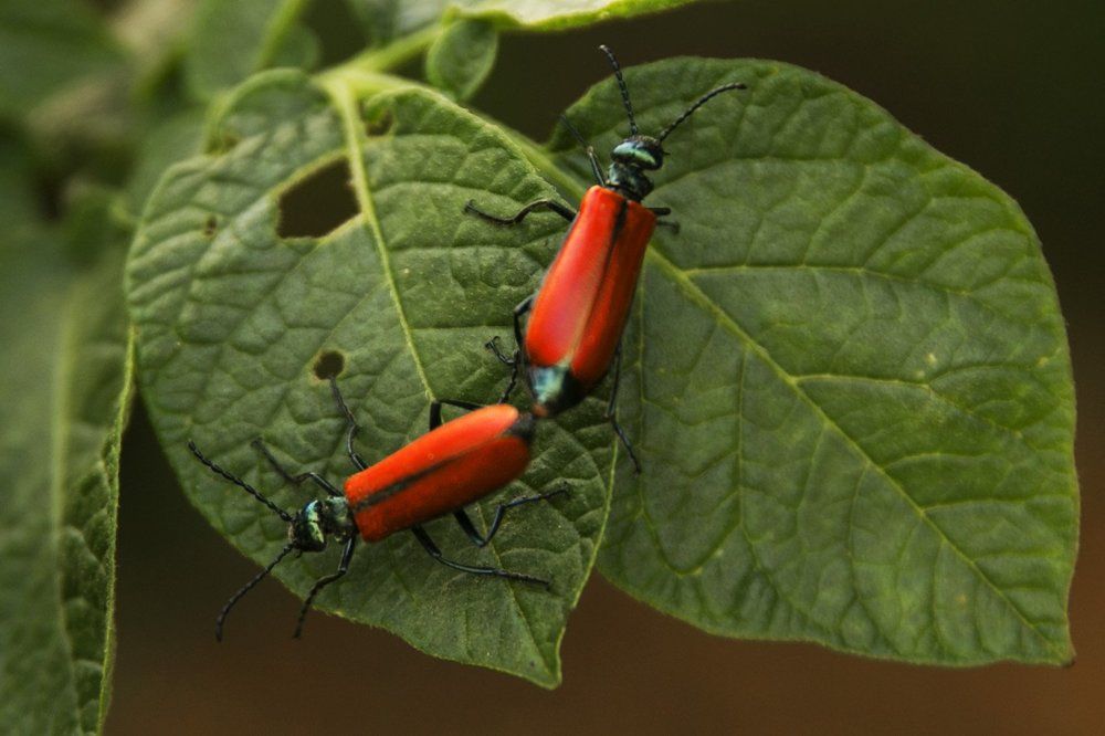 Любовь без границ