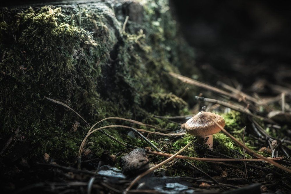 В замшелом лесу