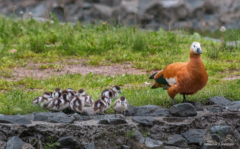 Утиная семейка