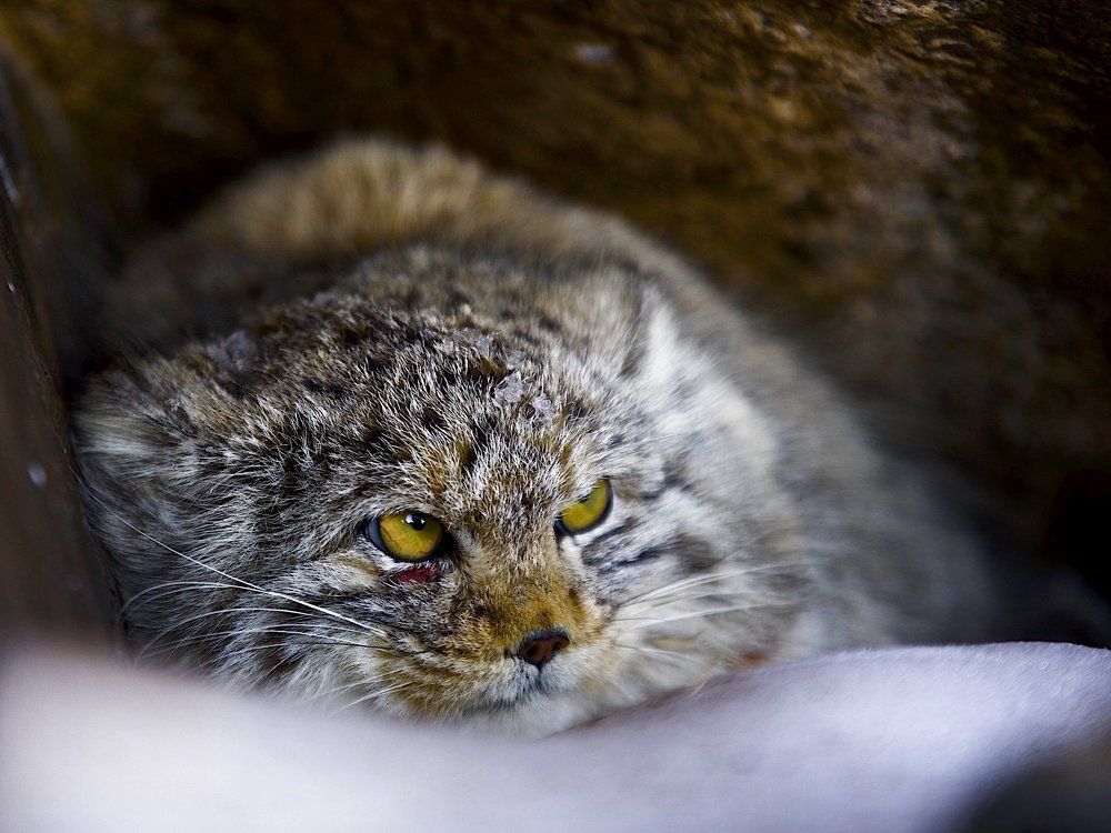 Шрамы украшают мужчину :)