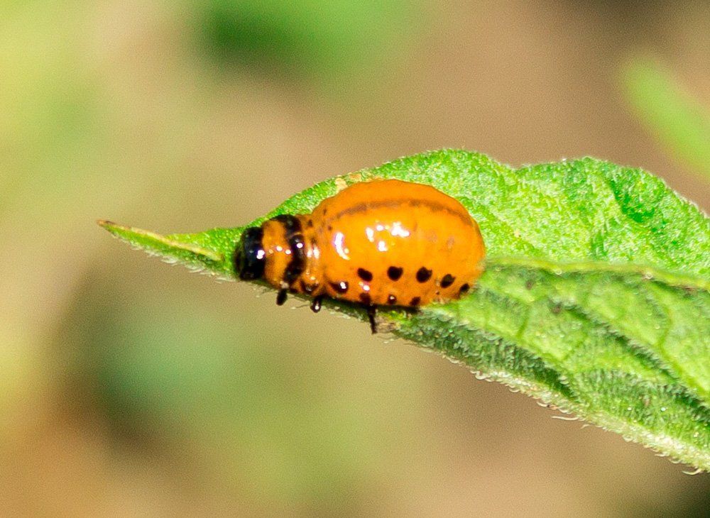 Колорадский жук