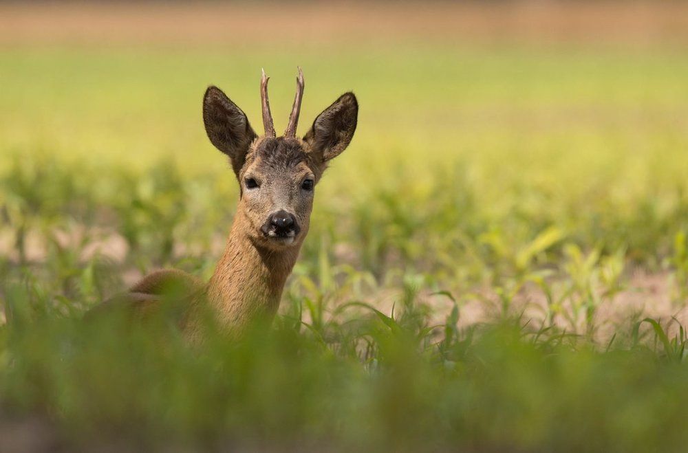 После завтрака