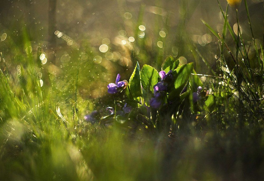 Солнечные искры