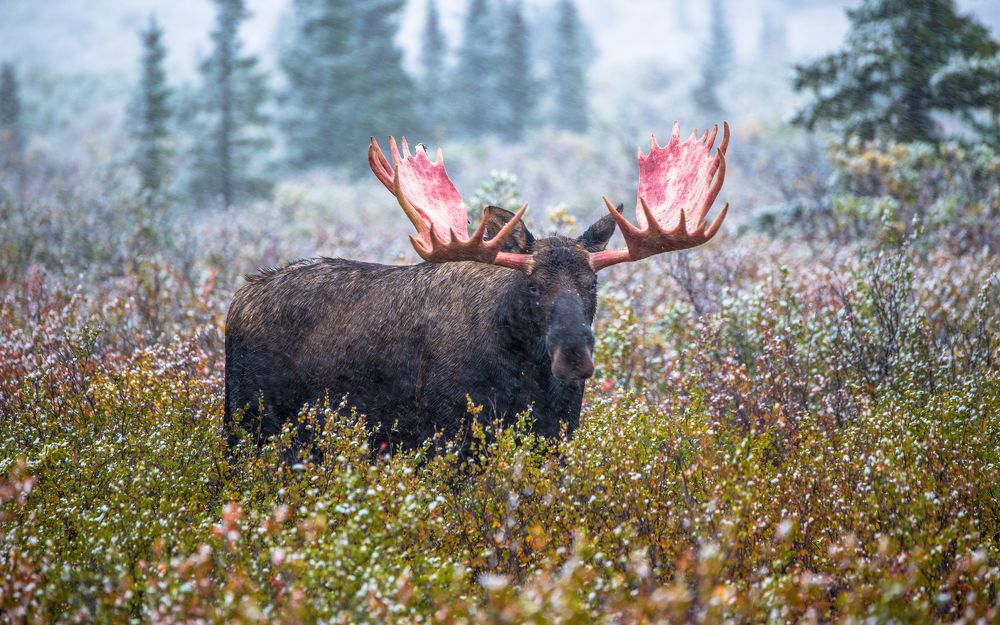 Snowy Moose