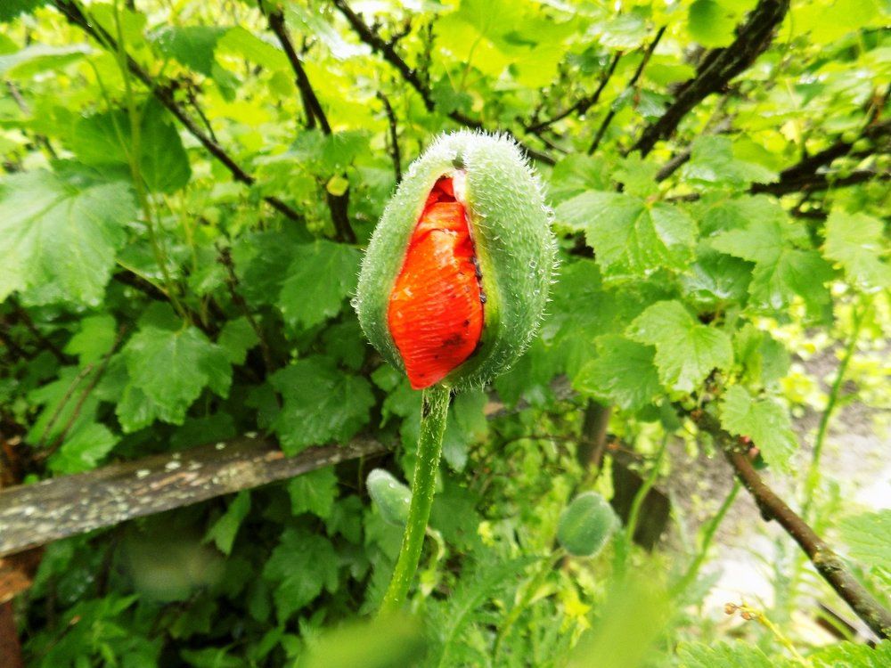 Жажда жизни