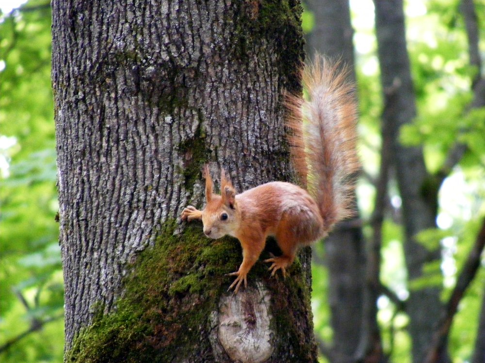 Белка в ожидании угощения