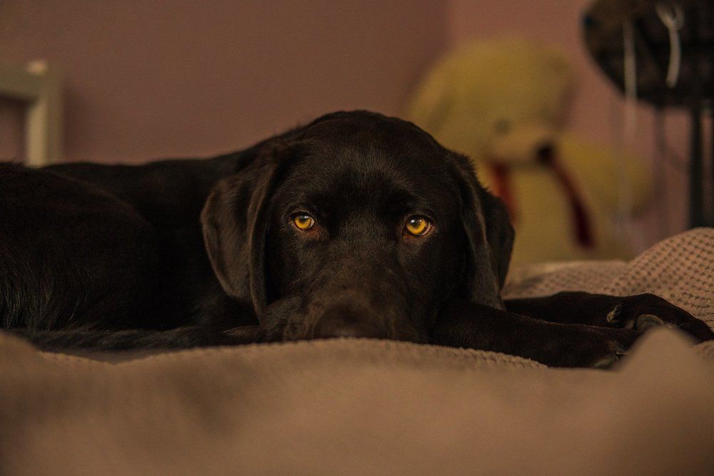 Гулять охота