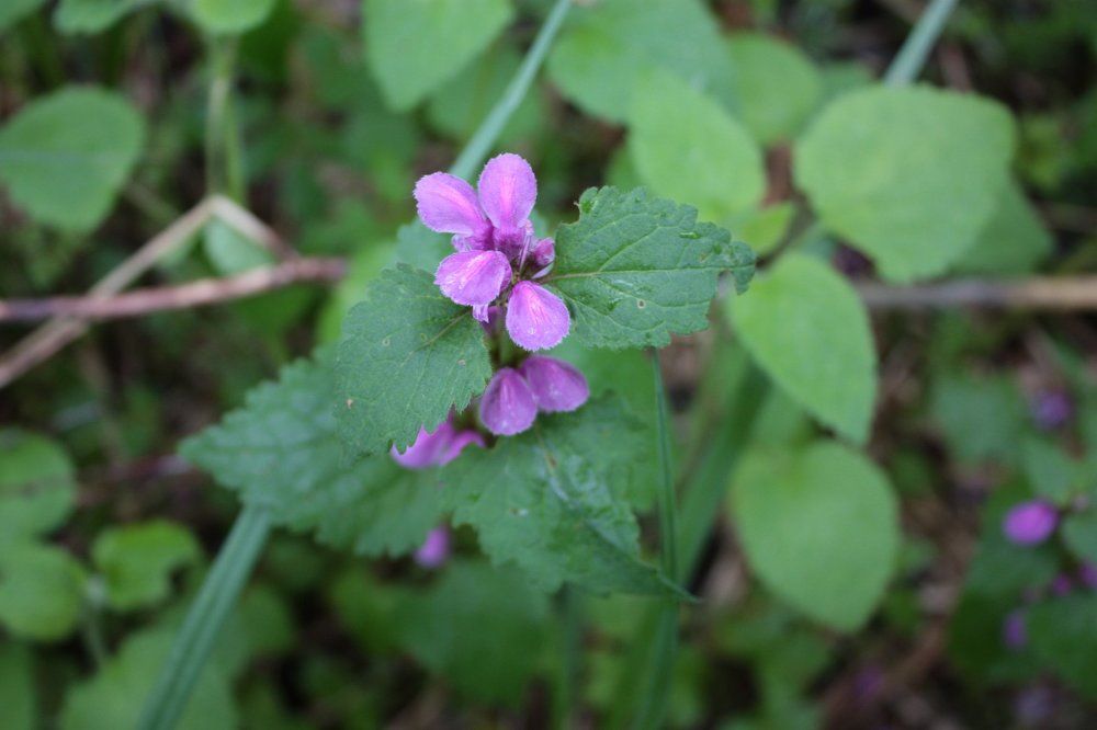 Лесная красавица