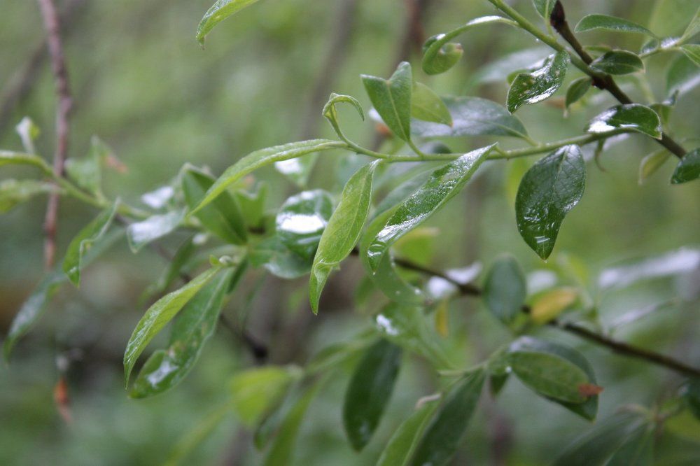 после дождя