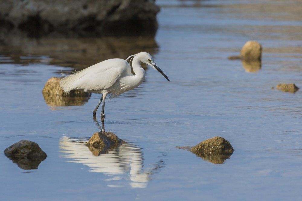 Большая белая цапля.