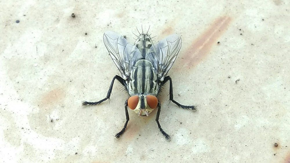 Lonely Fly