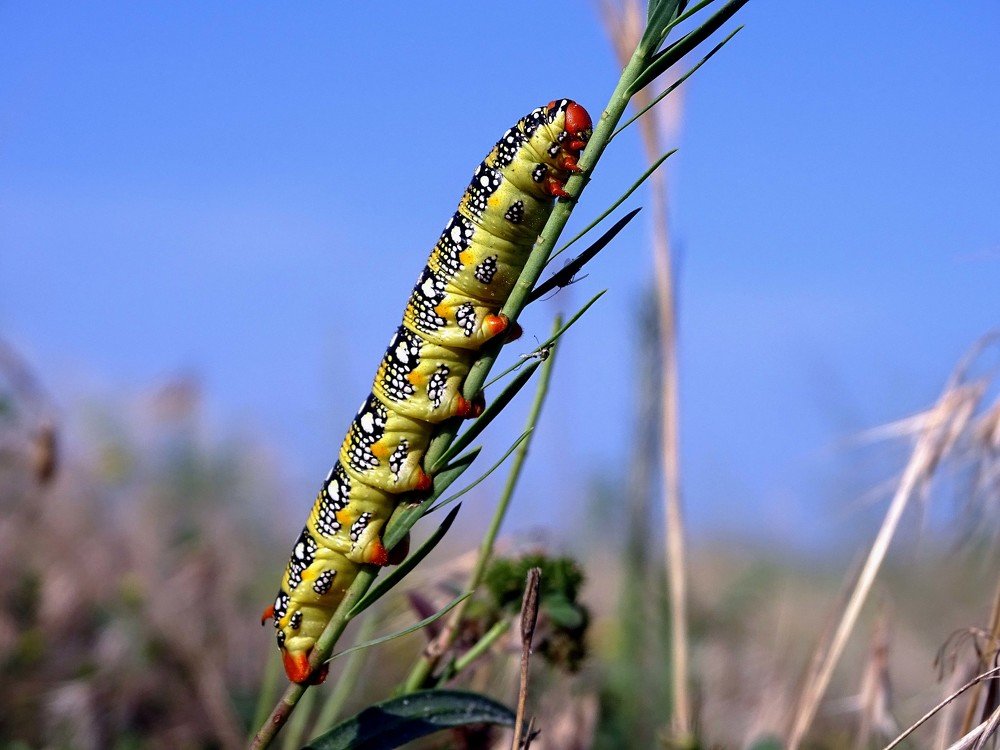 caterpillar