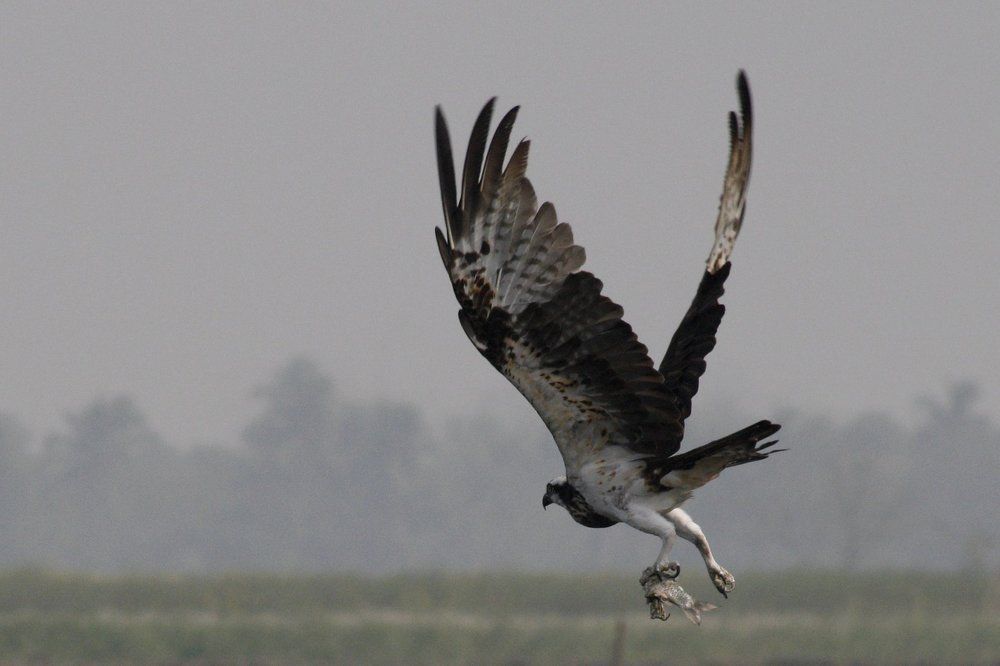 Osprey with catch