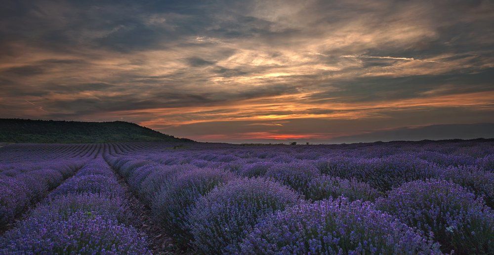 Sunset with lavender smell