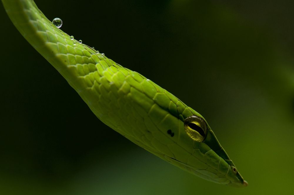 Green Vine Snake