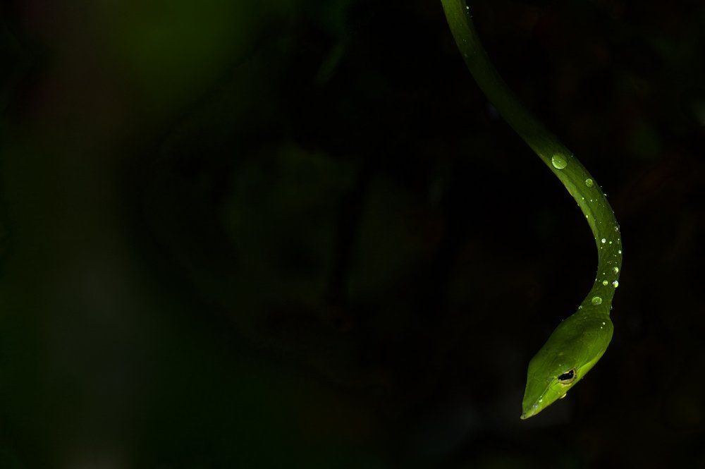 Green Vine in Rain