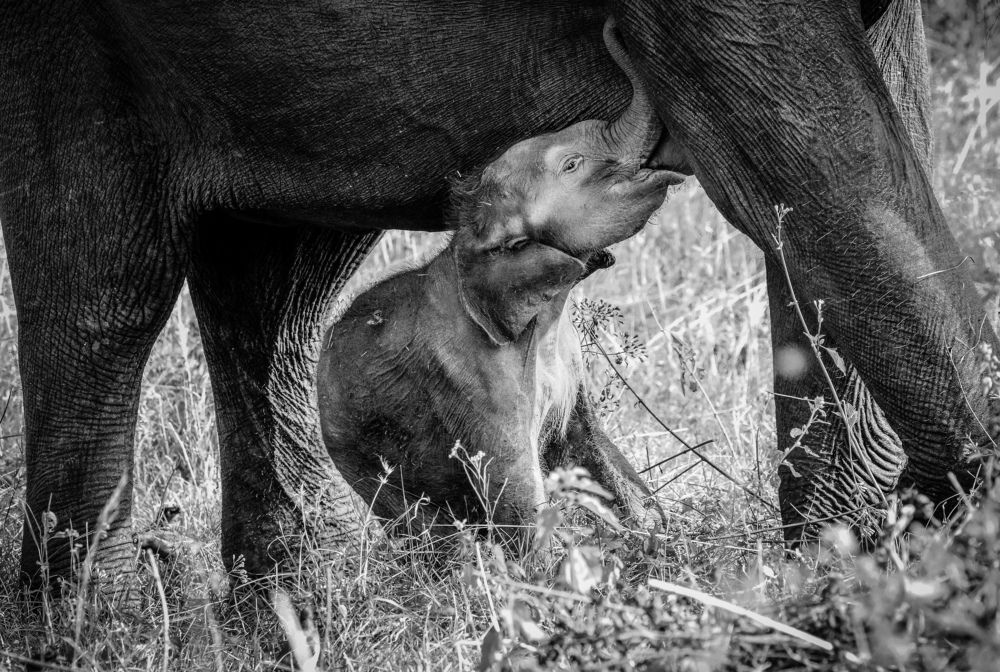Nurturing with every drop