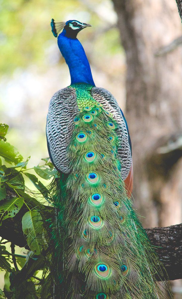 Showing off my Jewell's