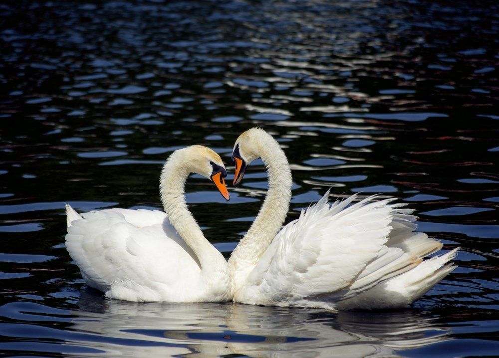 Swan love