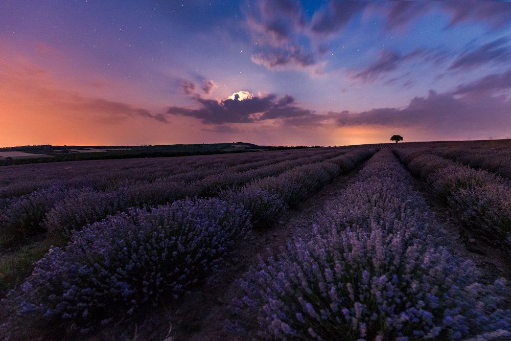 Lavender Night