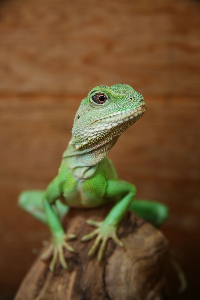 Хозяйка медной горы