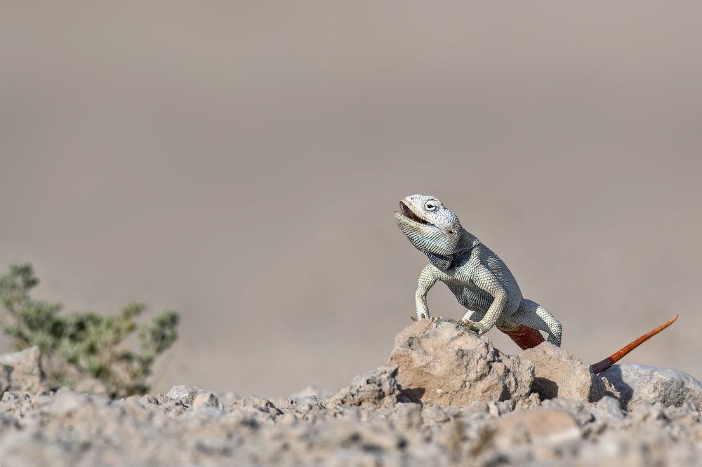 Yellow spotted agama