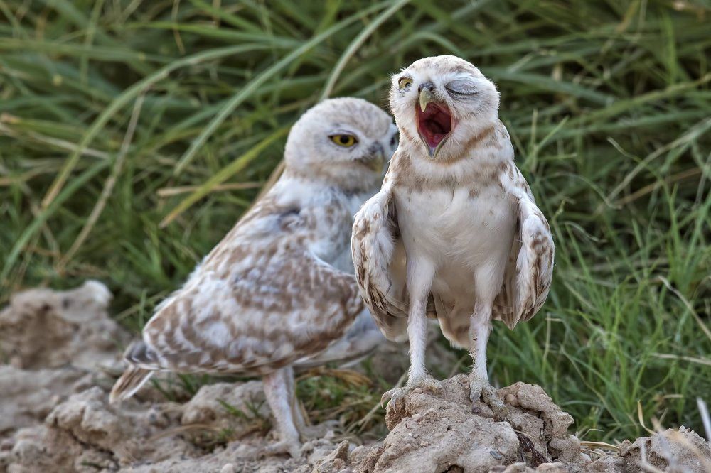 Yawning Owl