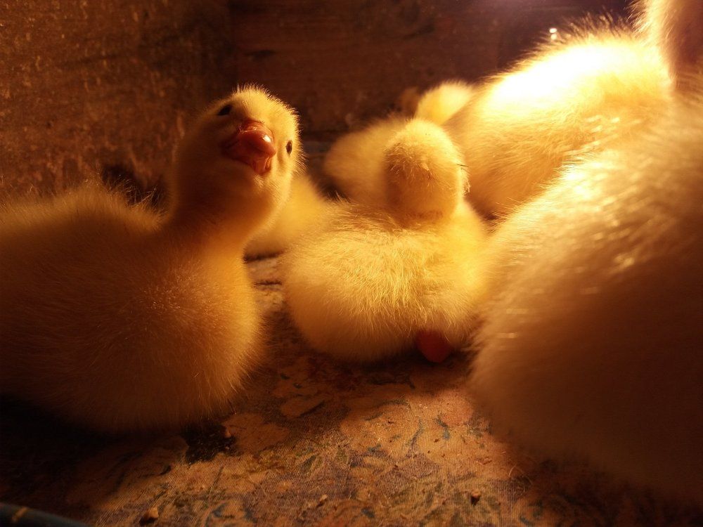 Photo #1822798