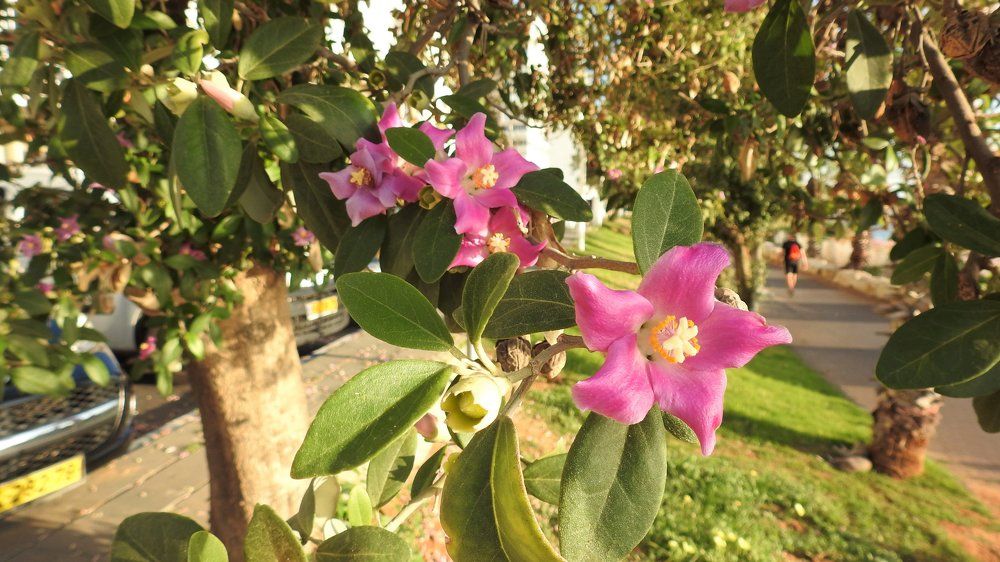 Лагунария Паттерсона