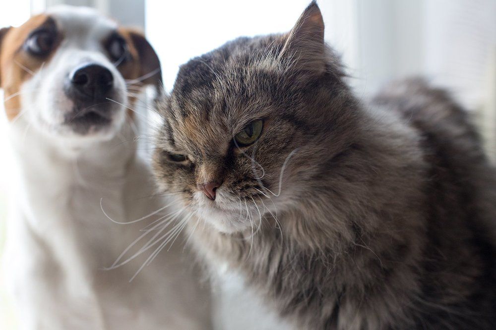 Кто в доме хозяин?