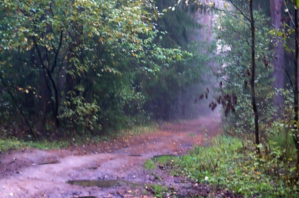 Дождь в лесу