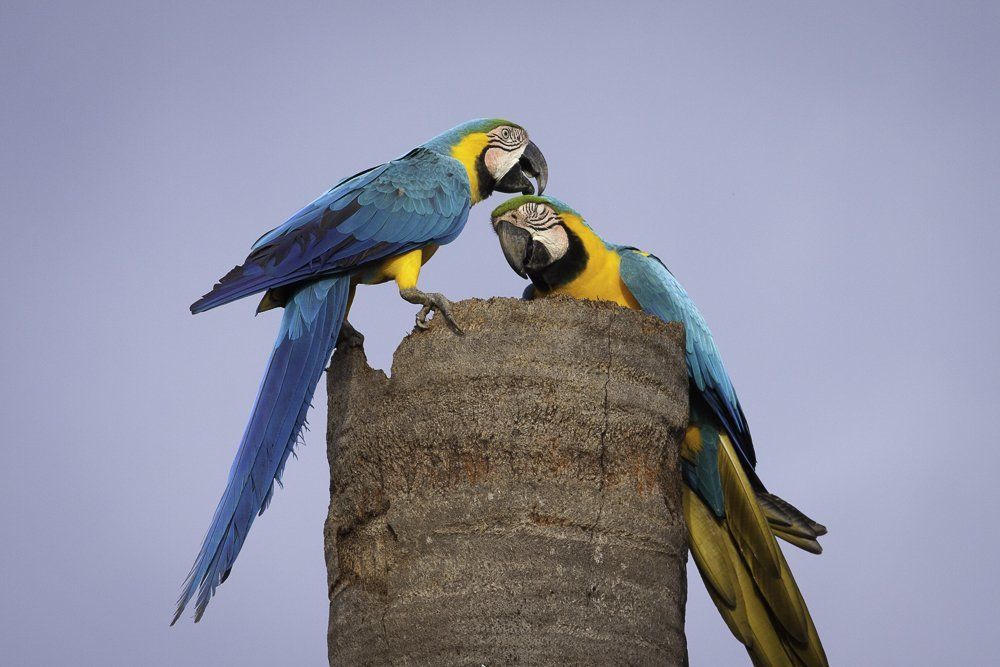 Who doesn't like some affection?