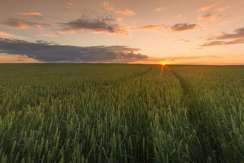 Подрастающее золото полей на закате