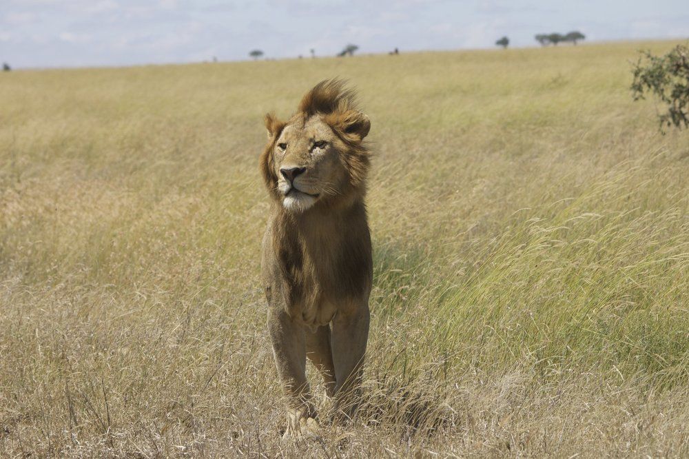 I am king