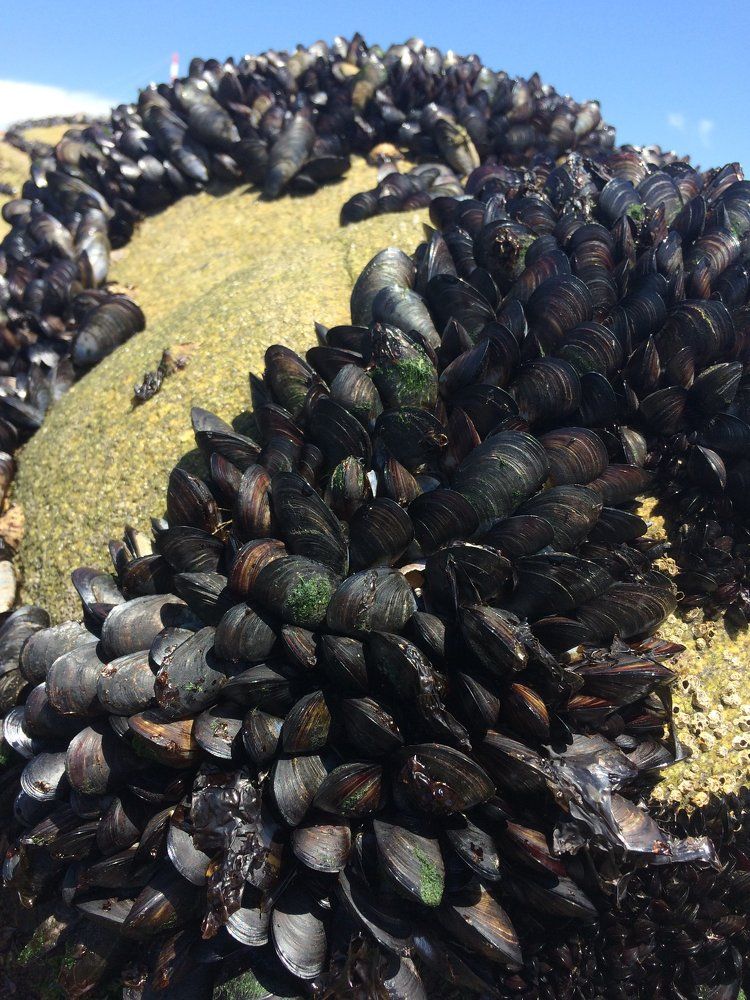 Мидии атакуют