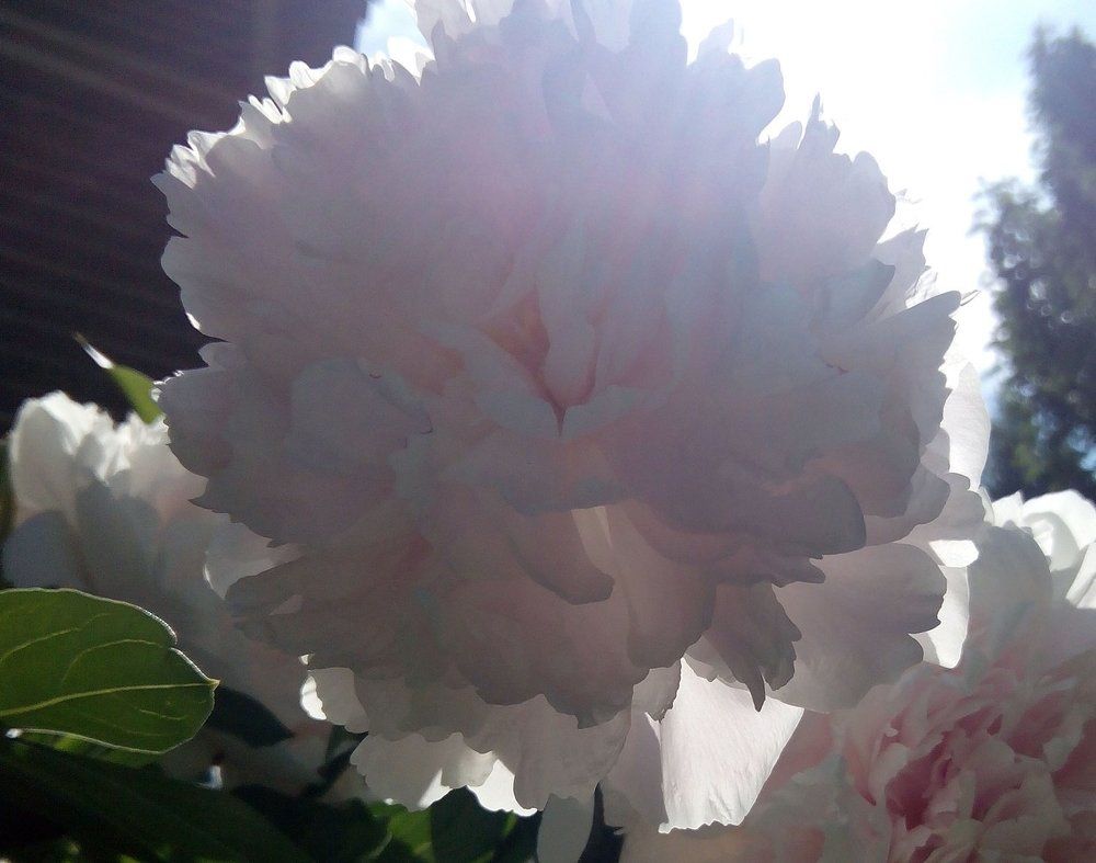Photograph by Светлана Куницына