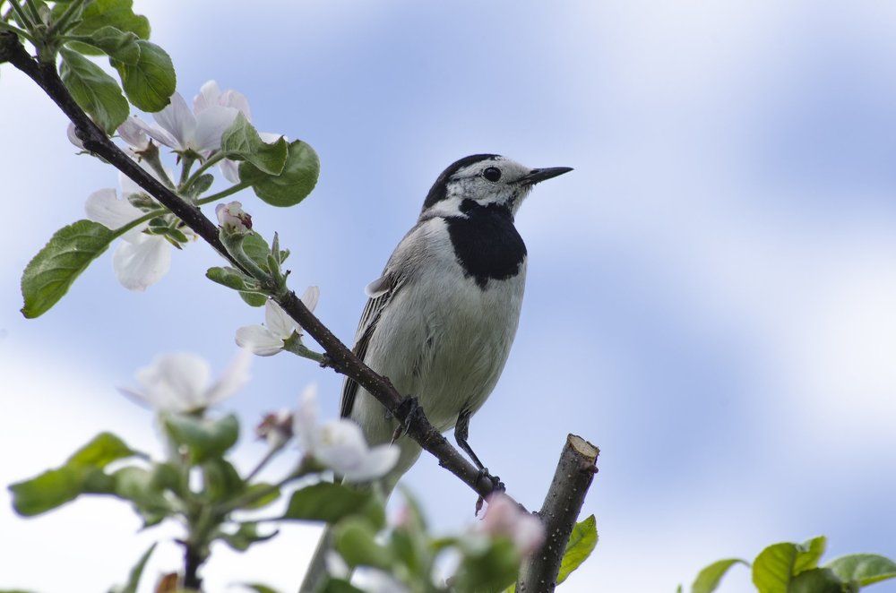 birds