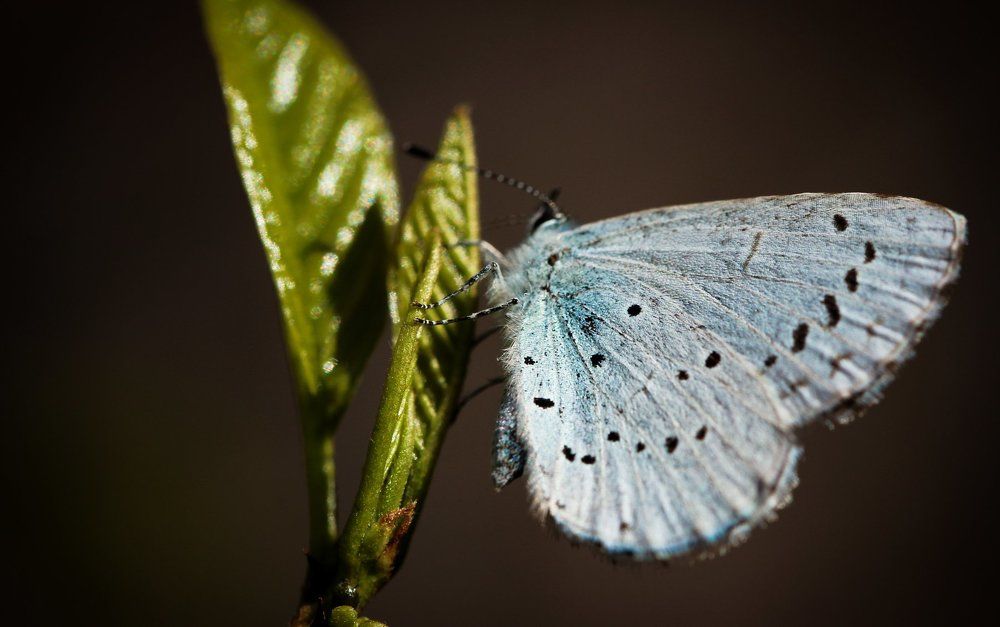 Маленький символ возрождения