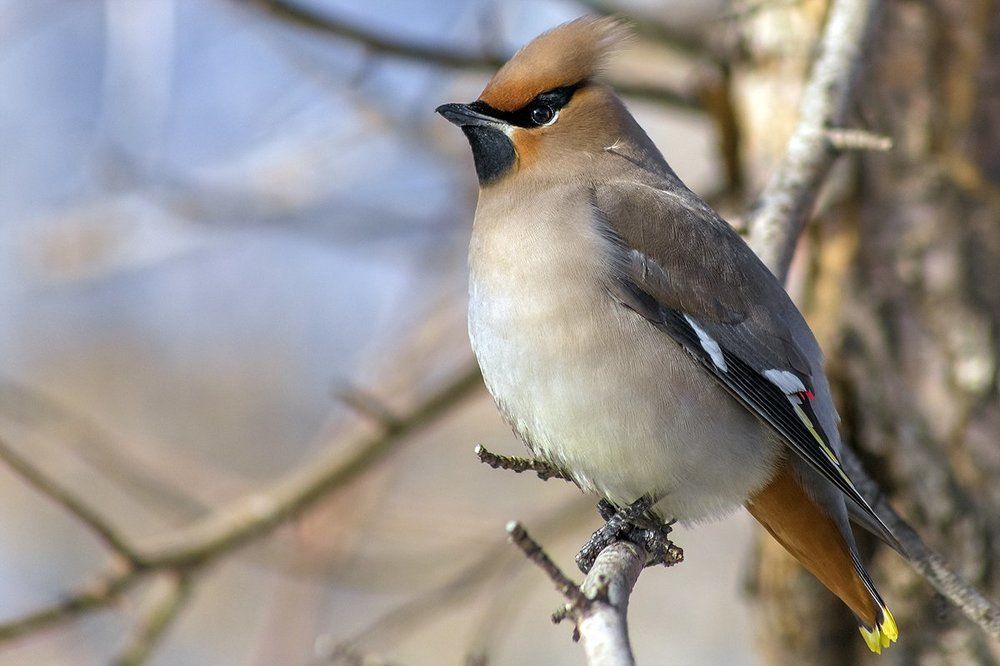 Свиристель