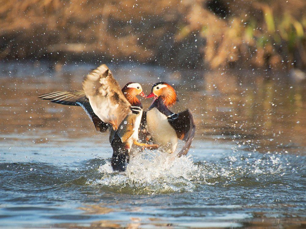 Равные силы