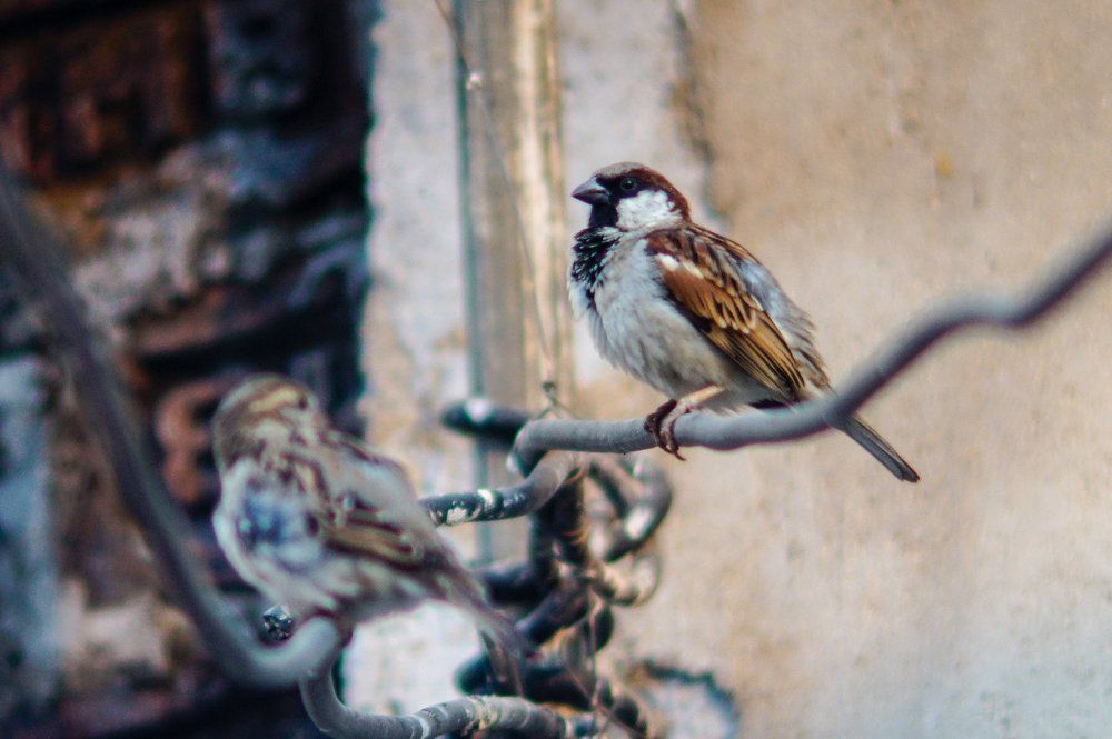 Grooming Sparrows