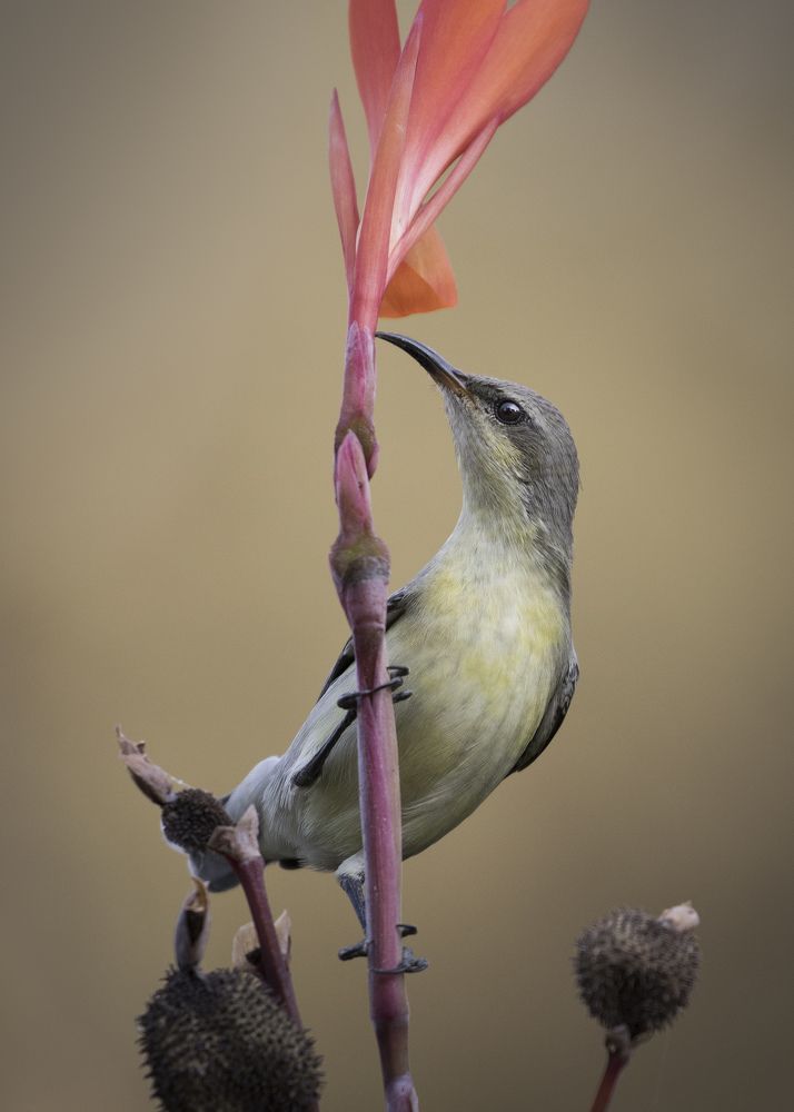 sunbird